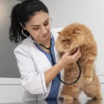 Cuidando do coração dos nossos felinos