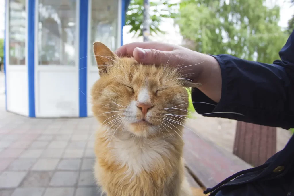 Meu gato testou positivo para FeLV: o que fazer agora?