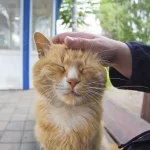 Meu gato testou positivo para FeLV: o que fazer agora?