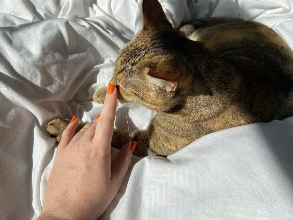 asma felina em gatos domésticos