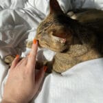 asma felina em gatos domésticos