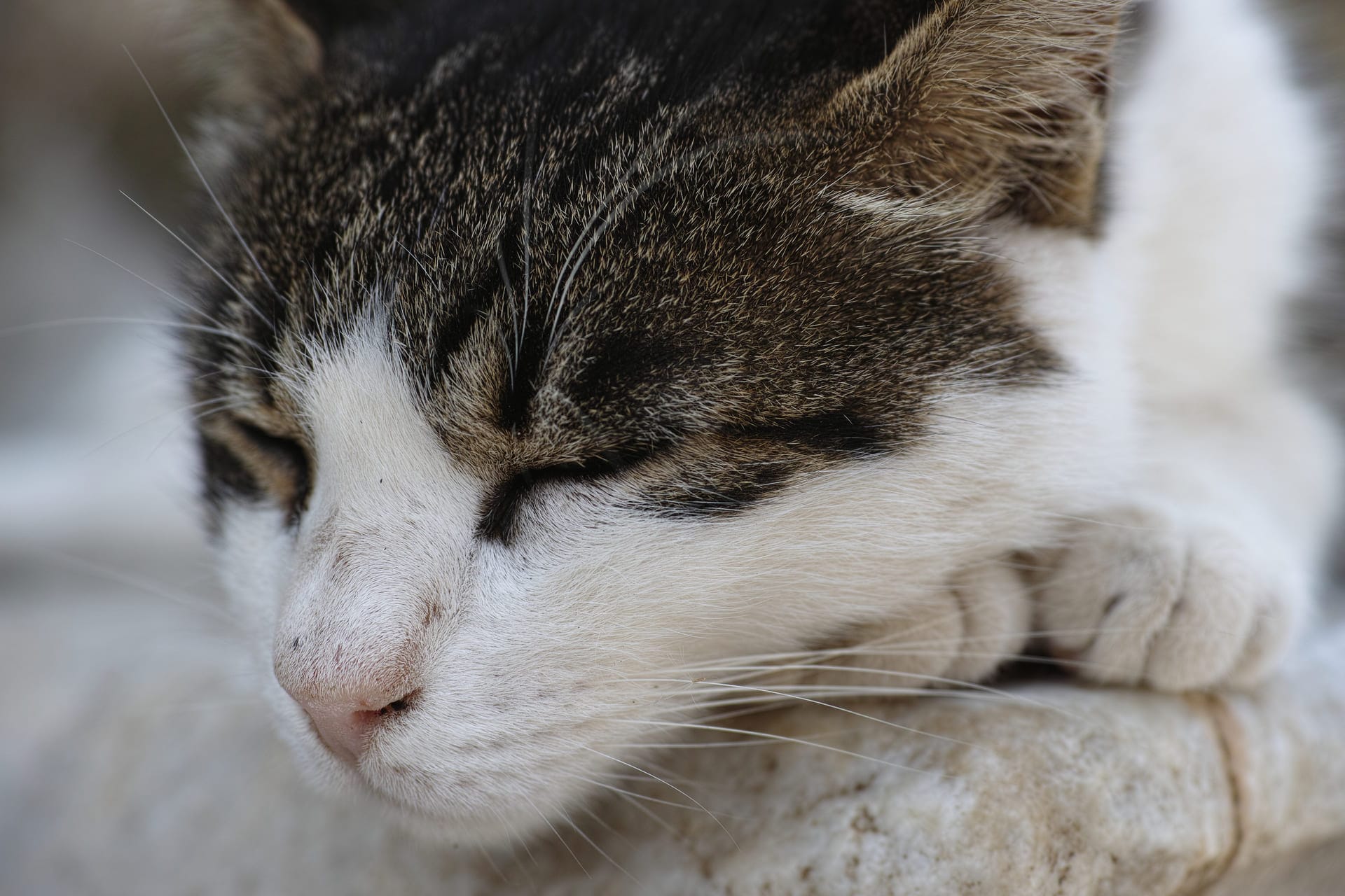 Acne felina em gatos
