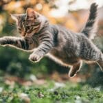 por que os gatos sempre caem em pé reflexo felino explicado