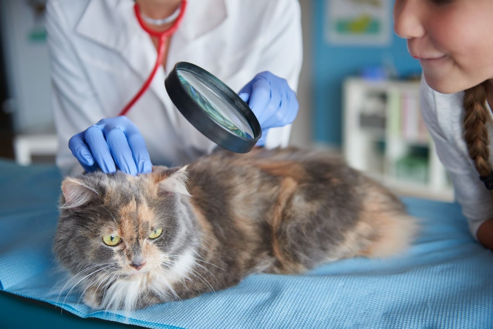 check-up felino por idade no consultório veterinário