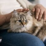 Síndrome de Disfunção Cognitiva Felina em gatos idosos