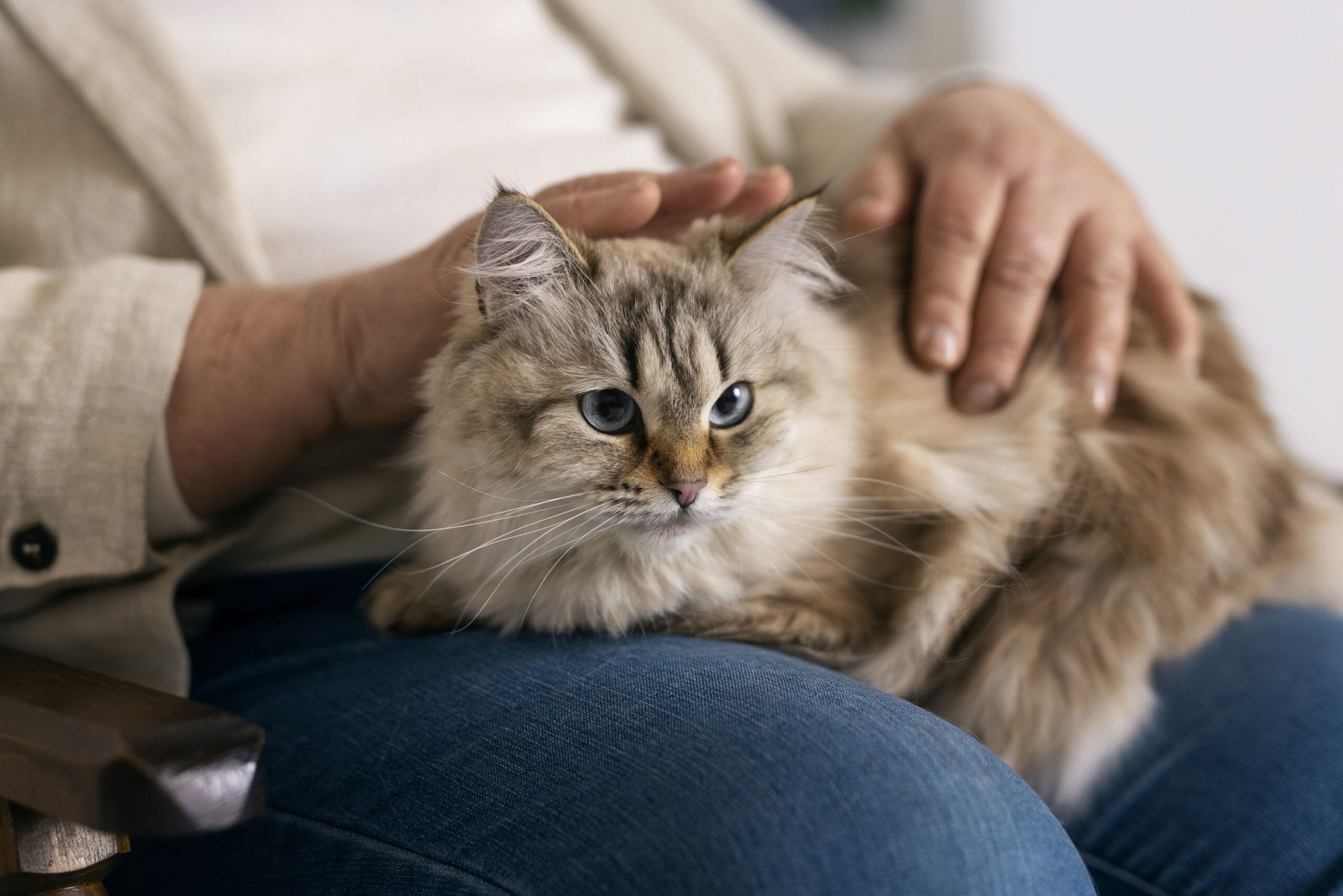 Síndrome de Disfunção Cognitiva Felina em gatos idosos