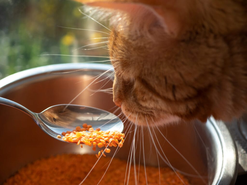 Alimentação dinâmica para gatos transforme a hora da comida em bem-estar