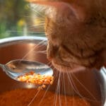 Alimentação dinâmica para gatos transforme a hora da comida em bem-estar