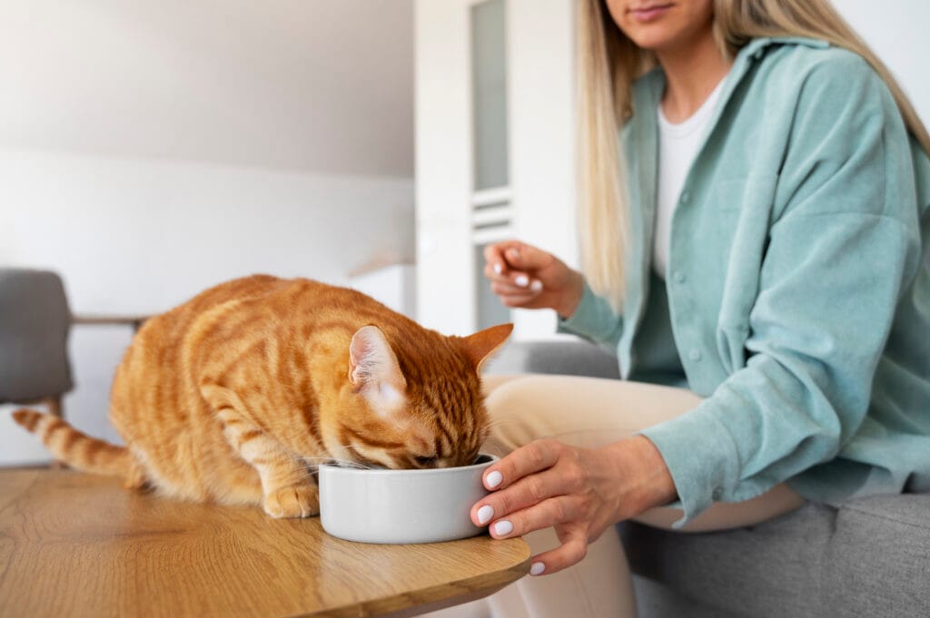 Como estimular o seu gato a comer alimento úmido?