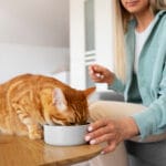 Como estimular o seu gato a comer alimento úmido?