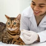 Doenças do trato digestivo e intestinal em gatos