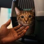Gato indoor: segurança e bem-estar