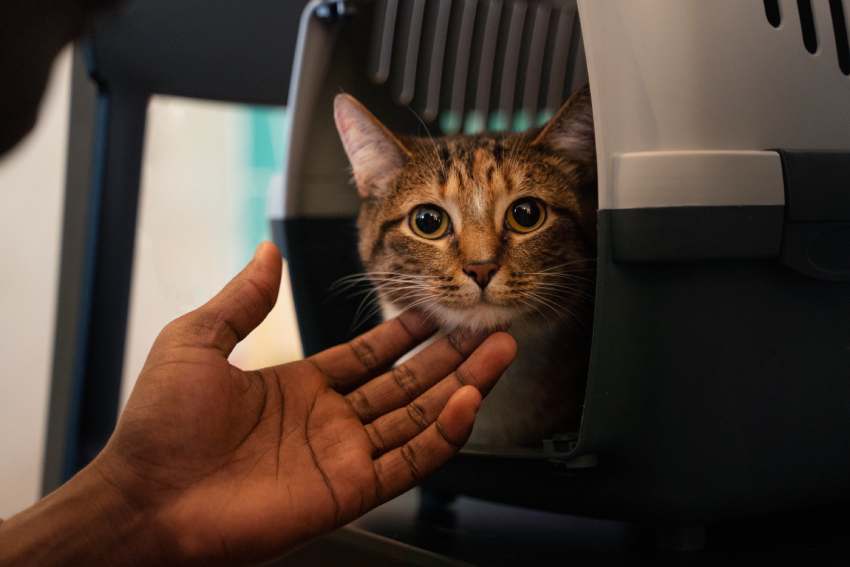 Gato indoor: segurança e bem-estar