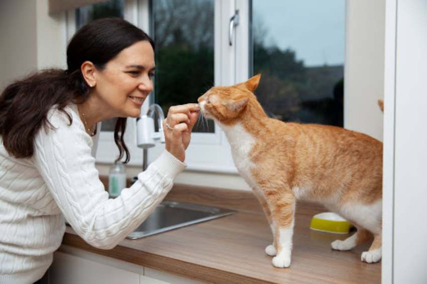 A escovação dos dentes de gatos é fundamental para a saúde felina