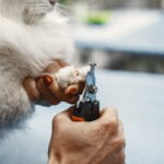 Como cortar as unhas do seu gato corretamente