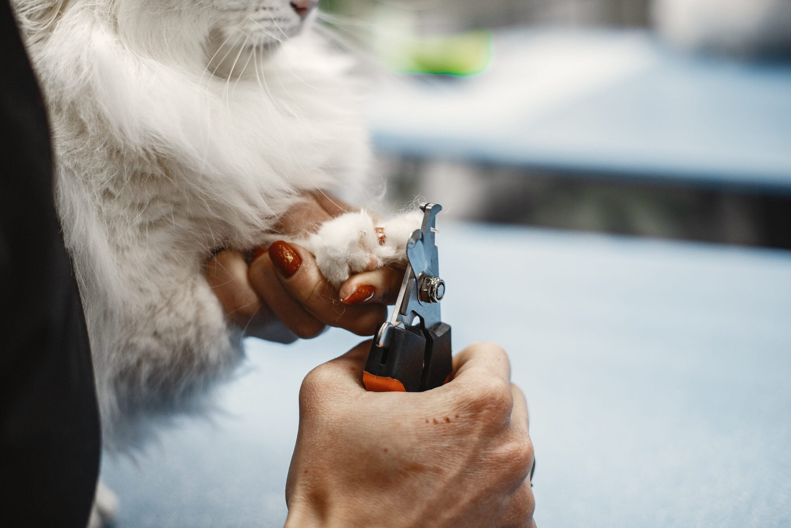 Como cortar as unhas do seu gato corretamente