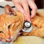 Cuidando do coração dos nossos felinos