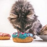 Gatos gostam de doce?