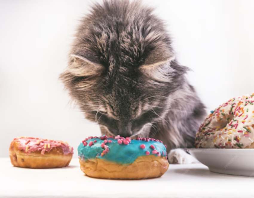 Gatos gostam de doce?