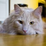 Como saber se seu gato está doente: sinais de alerta