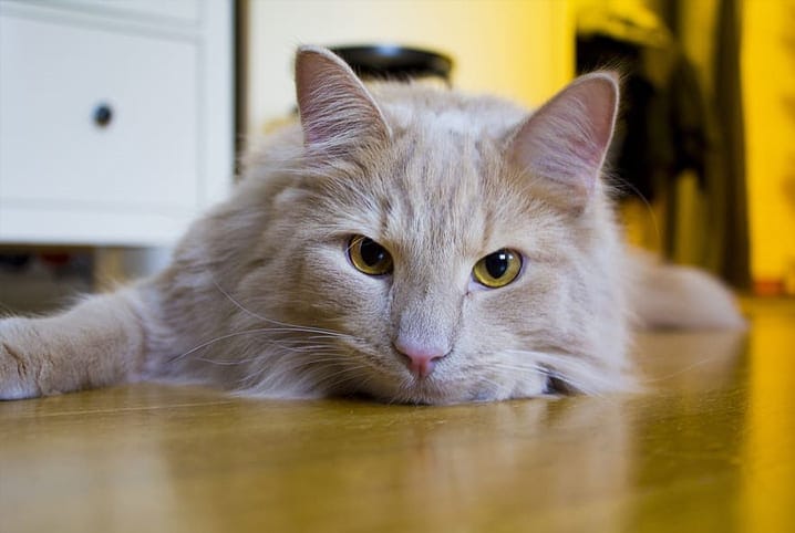 Como saber se seu gato está doente: sinais de alerta