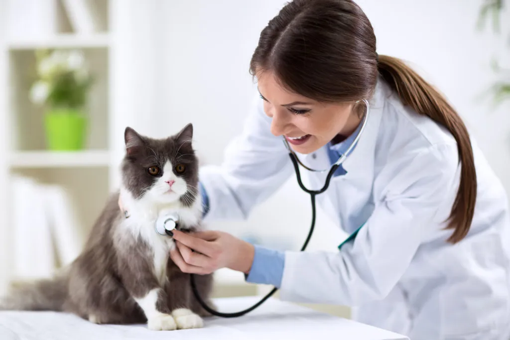 Levar gato ao veterinário: quando fazer a primeira consulta?