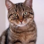 Doenças em gatos domésticos: principais problemas que merecem atenção