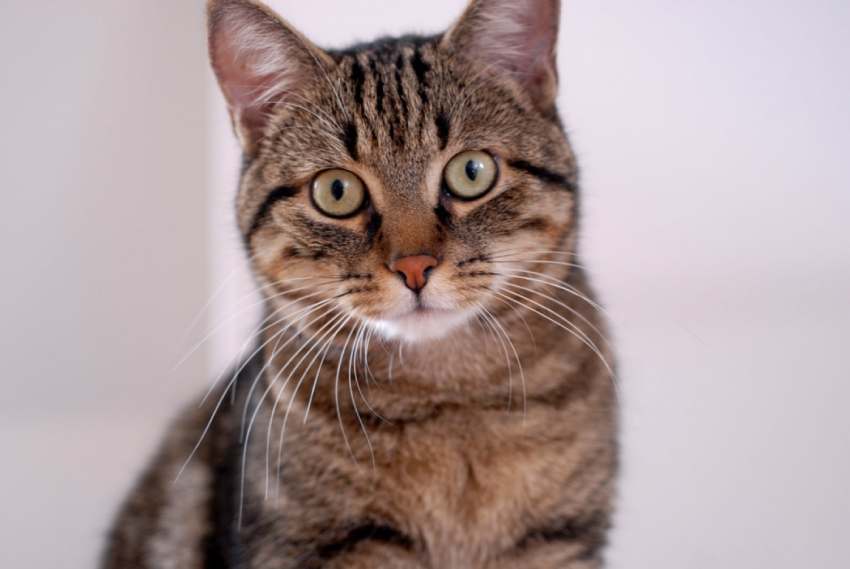Doenças em gatos domésticos: principais problemas que merecem atenção